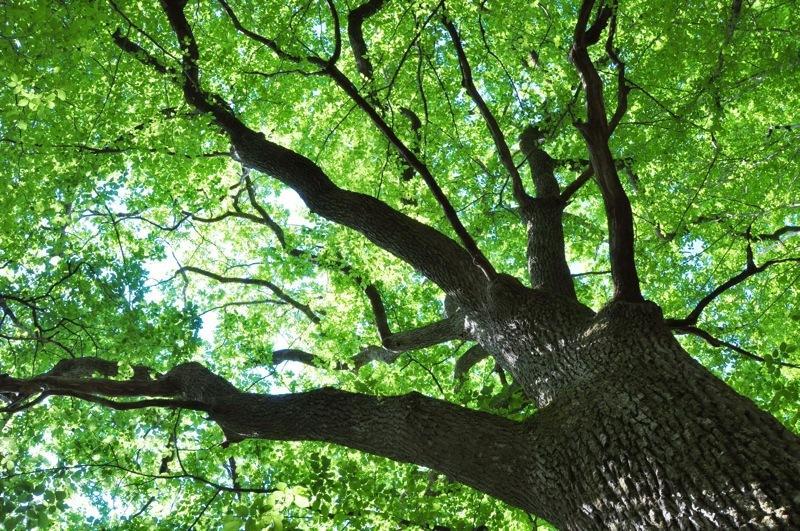 Domaine Du Ris De Feu Chambres D'Hotes De Charme Chalais  Kültér fotó